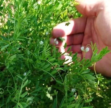 Technology of growing and cultivation of lentils: how and where it grows, its yield
