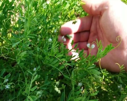 Tecnologia di coltivazione e coltivazione della lenticchia: come e dove cresce, la sua resa