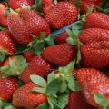 Beskrivelse og karakteristika for Festivalnaya jordbærsort, plantning og pleje
