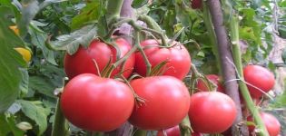 Kasamori domates çeşidinin tanımı ve özellikleri