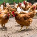 Per quali ragioni muoiono i polli domestici e cosa fare al riguardo