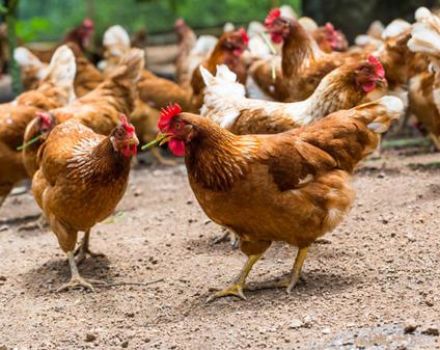 Om welke redenen sterven tamme kippen en wat kunnen ze eraan doen?