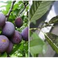 Paano haharapin ang aphids sa isang plum at kung paano ituring ang mga remedyo ng kemikal at katutubong