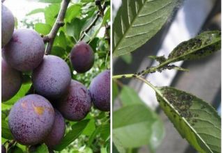 Comment traiter les pucerons sur une prune et comment traiter avec des remèdes chimiques et populaires