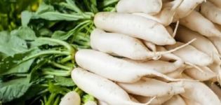 Description of daikon Caesar variety, features of cultivation and care