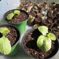 Why cucumber seedlings fall and wither, how to properly care for and water