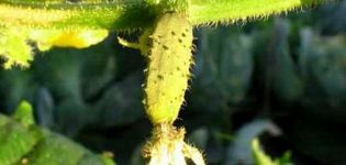 Varför blir äggstockarna gurka gula i ett växthus och öppet fält, vad man ska göra