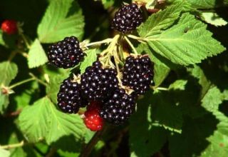 รายละเอียดและลักษณะของ Brzezina blackberries การปลูกและการดูแลรักษา