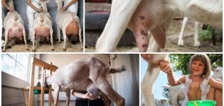 How to milk a goat with your own hands and apparatus, tips for beginners