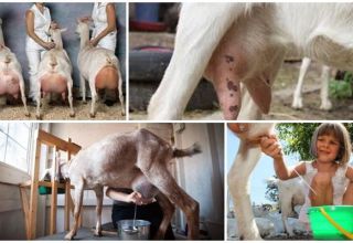 How to milk a goat with your own hands and apparatus, tips for beginners