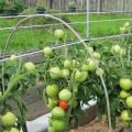 Descrierea soiului de tomate Cypress, caracteristicile și randamentul acestuia