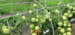 Popis odrůdy rajčat Cypress, její vlastnosti a výnos