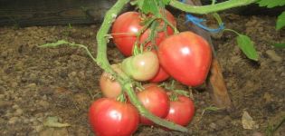 Delicious tomaattilajikkeen ominaisuudet ja kuvaus