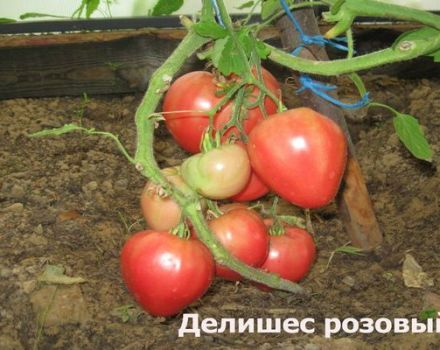 Delicious pomidorų veislės charakteristikos ir aprašymas