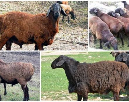 Descripción y características de los carneros de la raza Hissar, sus pros y contras.