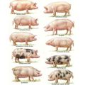 Opis ras świń i kryteriów selekcji do hodowli domowej