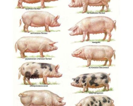 Description of pig breeds and selection criteria for home breeding