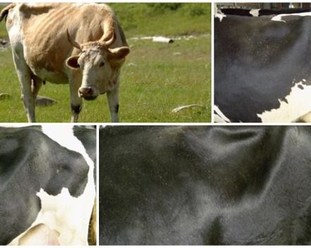 Hvor er koens sultgrube og dens vurderingsskala, maklok massage