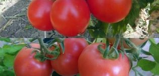 The best and most productive varieties of tomatoes for Belarus in a greenhouse and open field