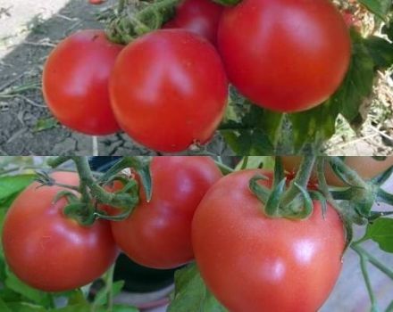 הזנים הטובים והפוריים ביותר של עגבניות לבלארוס בחממה ובשדה פתוח