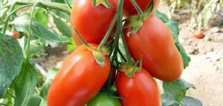 Caracteristicile și descrierea soiului de tomate Krasavchik