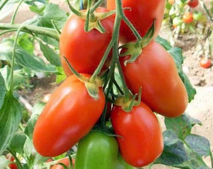 Charakteristiky a opis odrody paradajok Krasavchik