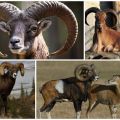 Descripción y hábitat de los carneros de muflón, si se mantienen en casa