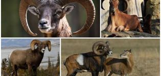 Mô tả và môi trường sống của mouflon rams, cho dù chúng được nuôi ở nhà