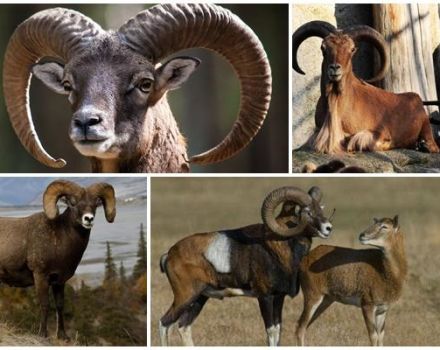 Descripción y hábitats de los carneros de muflón, si se mantienen en casa