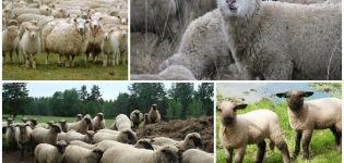 Beschreibung und Eigenschaften der Schafe der Gorki-Rasse, die Regeln für ihre Pflege