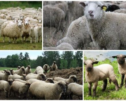 Description and characteristics of sheep of the Gorky breed, the rules for their maintenance