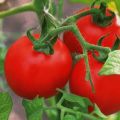 Descripción de la variedad de tomate Lily Marlene y sus características