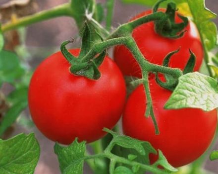 Mô tả về giống cà chua Lily Marlene và đặc điểm của nó