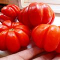 Descripción y características de la variedad de tomate Lorraine Beauty.