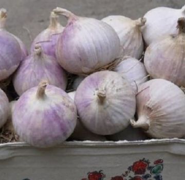Description of the winter garlic variety Skif, features of cultivation and yield