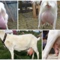 Description and structure of the goat's udder, proper care and possible problems