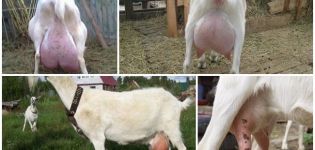 Description and structure of the goat's udder, proper care and possible problems