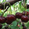 Vyšnių veislės „Zagorievskaya“ aprašymas ir savybės, sodinimas, auginimas ir priežiūra