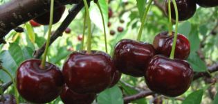 A Zagorievskaya cseresznyefajta leírása és jellemzői, ültetés, termesztés és gondozás
