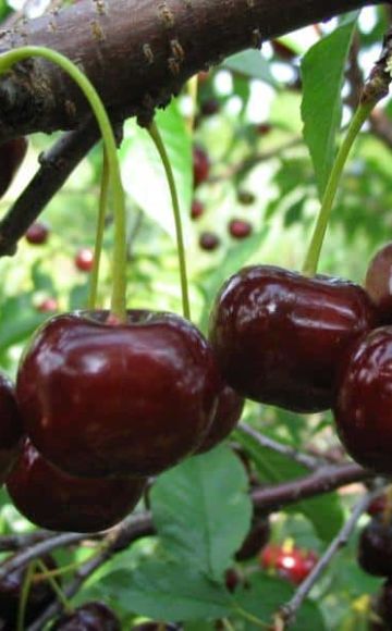 A Zagorievskaya cseresznyefajta leírása és jellemzői, ültetés, termesztés és gondozás