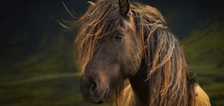 Mihin hevosen mania on ja miten heistä huolehditaan, kuinka punoa ja leikata