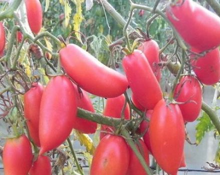 Khokhloma-tomaatin kuvaus ja ominaisuudet, sen sato