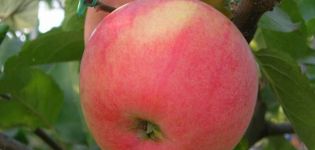 Περιγραφή της ποικιλίας μήλου Teremok, ιστορία αναπαραγωγής και απόδοση