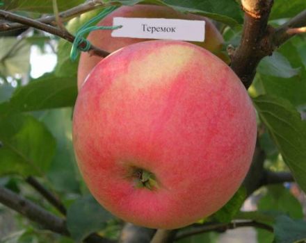 Teremok elma çeşidinin tanımı, üreme geçmişi ve verimi