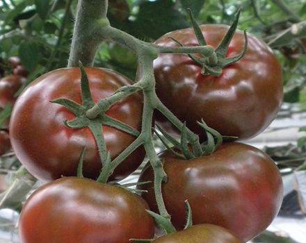 Beschreibung der Tomatensorte Sasher, ihrer Eigenschaften und ihres Anbaus