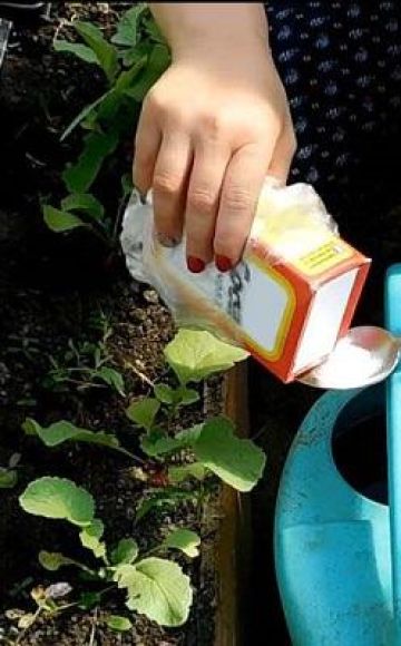 Regeln für die Verwendung von Soda gegen Unkraut im Garten und Vorsichtsmaßnahmen