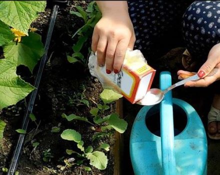 Bahçede yabancı otlara karşı soda kullanımına ilişkin kurallar ve önlemler