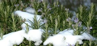 How to prepare rosemary for the winter: cover, do you need to dig up and prune