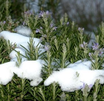 How to prepare rosemary for the winter: cover, whether to dig and prune