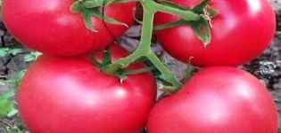 Beschreibung der Tomatensorte Griffin f1, ihrer Eigenschaften und ihres Anbaus
